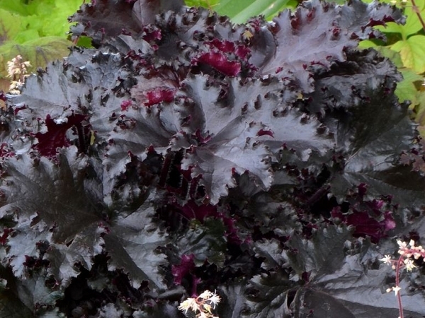 Alūnė ,Black Beauty' (lot. Heuchera) Alūnė ,Black Beauty' (lot. Heuchera)